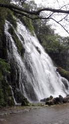 逃离橡子树种植地